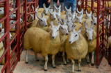 Third prize pen of ewe lambs from R King and Sons Gospel Hall sold for £128 per head